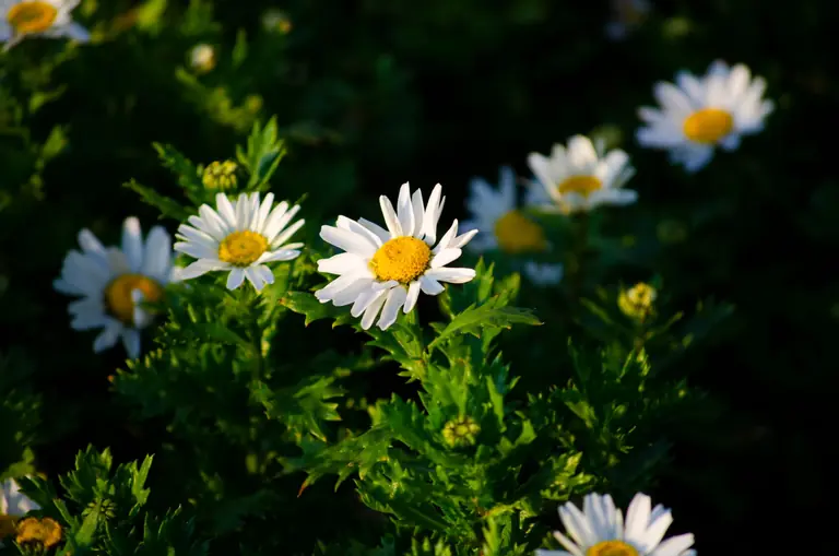 Close-up view of white daisies with vibrant green foliage in natural sunlight, showcasing beauty in nature.