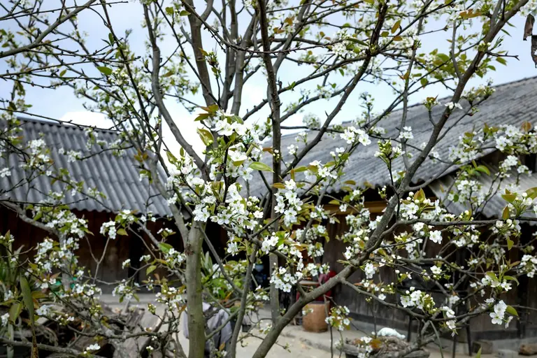 a tree with white flowers in front of a building